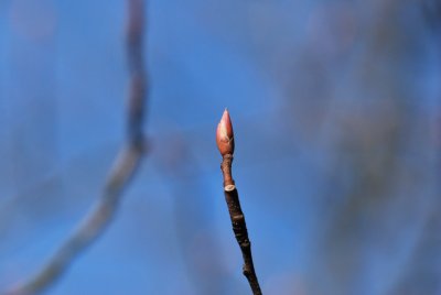 Amelanchier canadensis - muchovník kanadský - zimní pupen